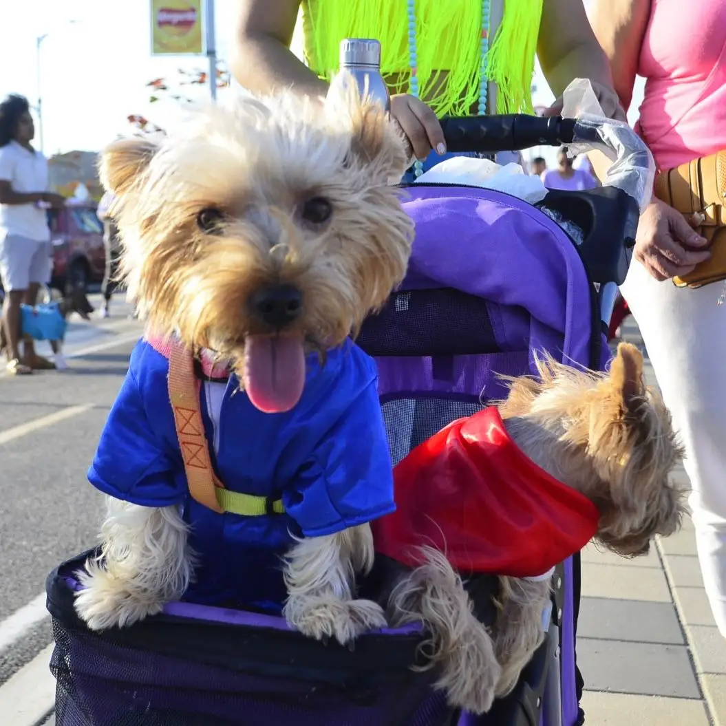 whatsapp image 2025 08 15 at 1.23.02 am